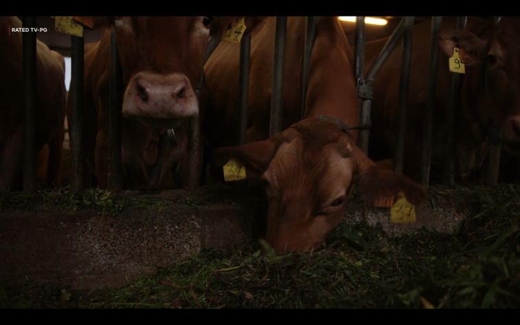 Happy Cows in the Fat episode of "Salt Fat Acid Heat" hosted by Samin Nosram