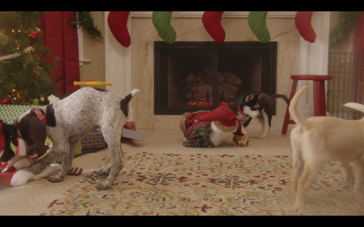 Several puppies in front of a fireplace with christmas stockings, a tree and decor